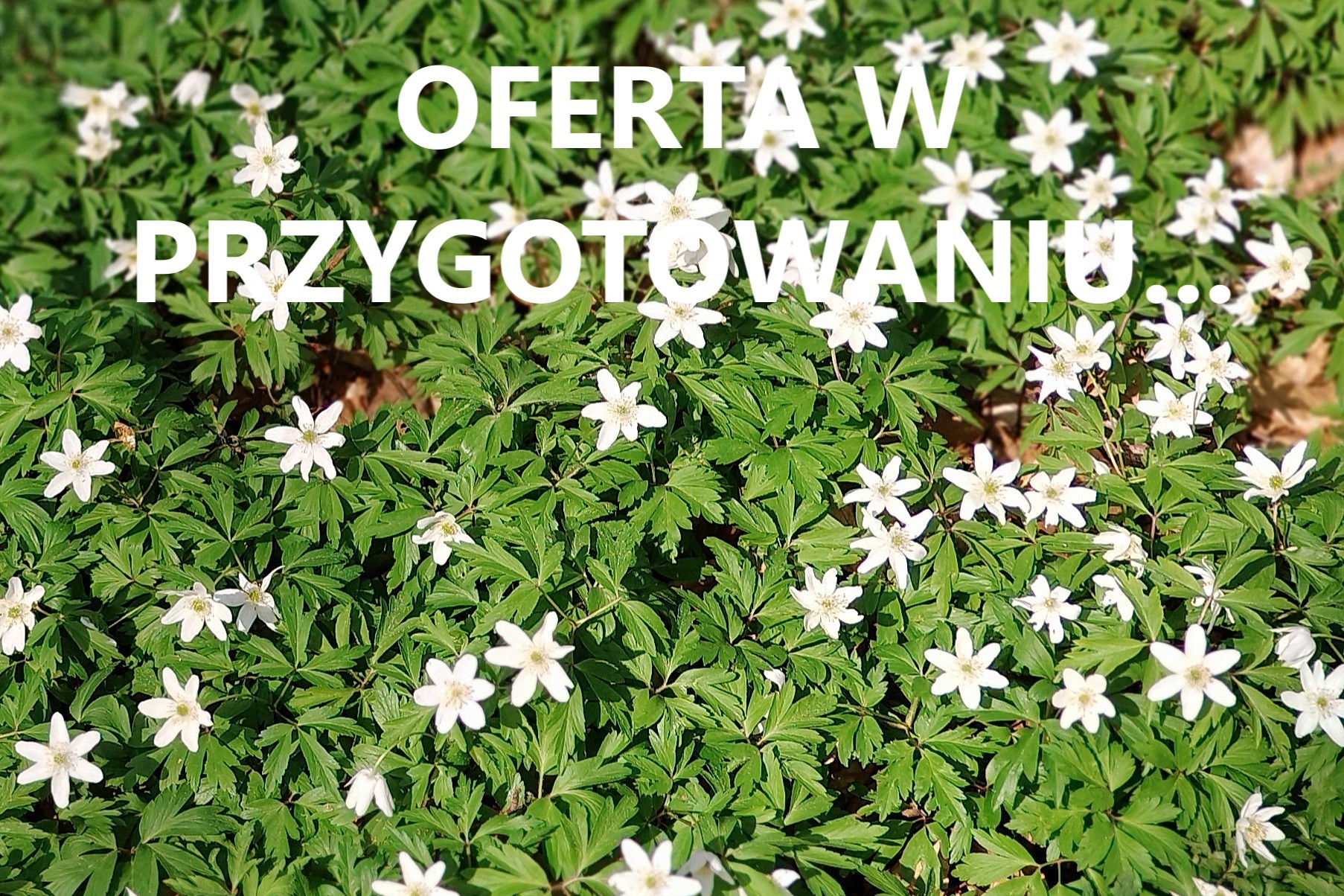OFERTA W PRZYG.